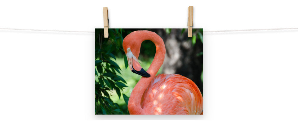 Pinky The Pink Flamingo Coastal Wildlife Photo Unframed Wall Art Print, 8" X 10"