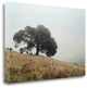 "Oak Tree - 53" By Alan Blaustein, Giclee Print on Gallery Wrap Canvas