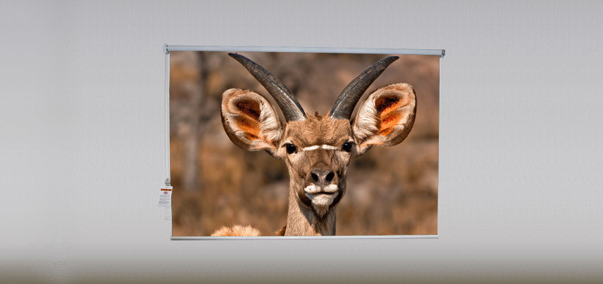 "Buck" Artwork, 5' Shade, Blackout, Left
