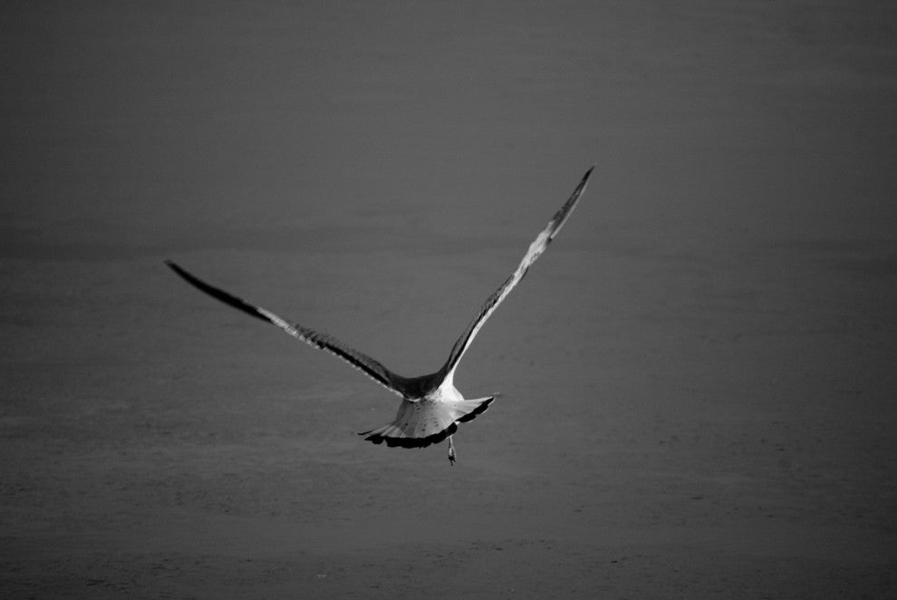 Flying Free Black & White (Coastal Bird) Wildlife Photo Unframed Wall Art Print, 12" X 18"