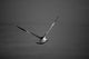 Flying Free Black & White (Coastal Bird) Wildlife Photo Unframed Wall Art Print, 12" X 18"
