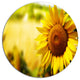 Beautiful Tuscany Sunflower, Flower Disc Metal Wall Art, 36"