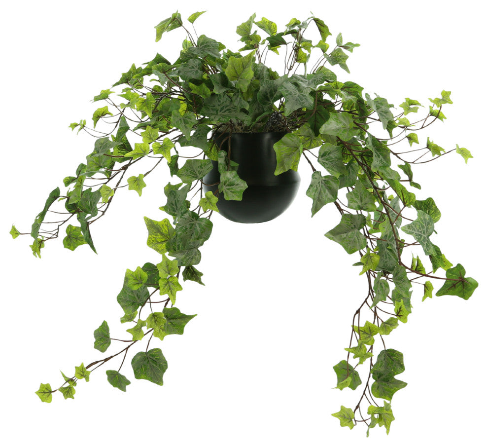 Trailing Ivy in a Ceramic Pot