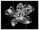 Beautiful Monochrome Alstroemeria Flower, Floral Wall Art, 36x28, 3 Panels