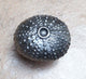 Sea Urchin Knob, Shiny