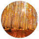 Colorful Red Forest At Sunset, Modern Forest Round Wall Art, 23"