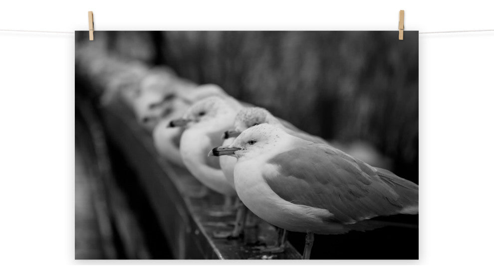 Gull King Black & White (Coastal Birds) Wildlife Photo Unframed Wall Art Print, 12" X 18"