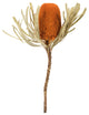 Vickerman 12" Natural Jumbo Banksia Flower with Stem, Dried 2 Pack, Autumn Orange