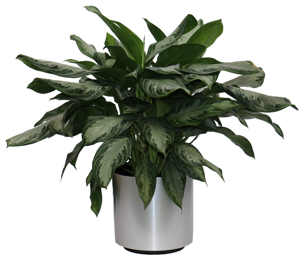 Live 3' Aglaonema 'Silver Bay' Package, Chrome