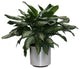 Live 3' Aglaonema 'Silver Bay' Package, Chrome