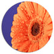 Orange Daisy On Purple Background, Floral Large Disc Metal Artwork, 11"