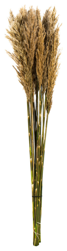 Vickerman all Natural Plume Reed Bundle, Preserved, Ivory