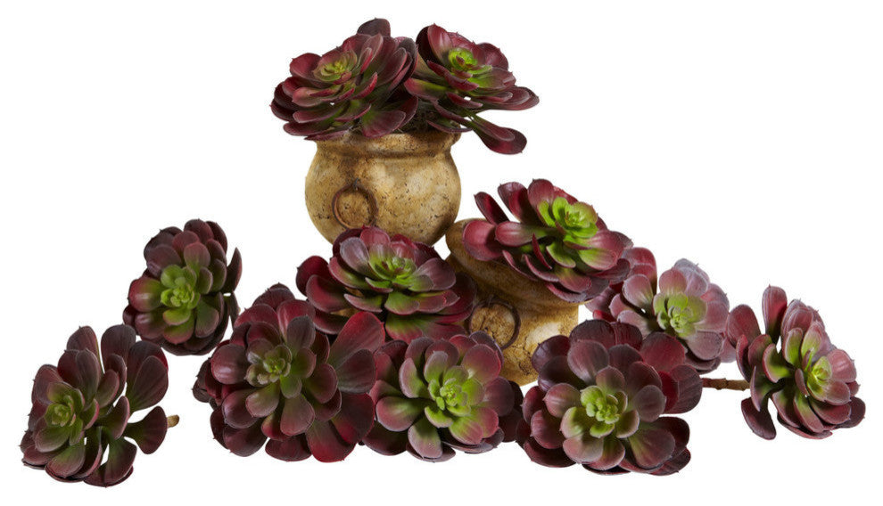 6" Echeveria Succulent, Set of 12, Burgundy