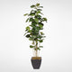Fiddle Leaf Tree in a Metal Container