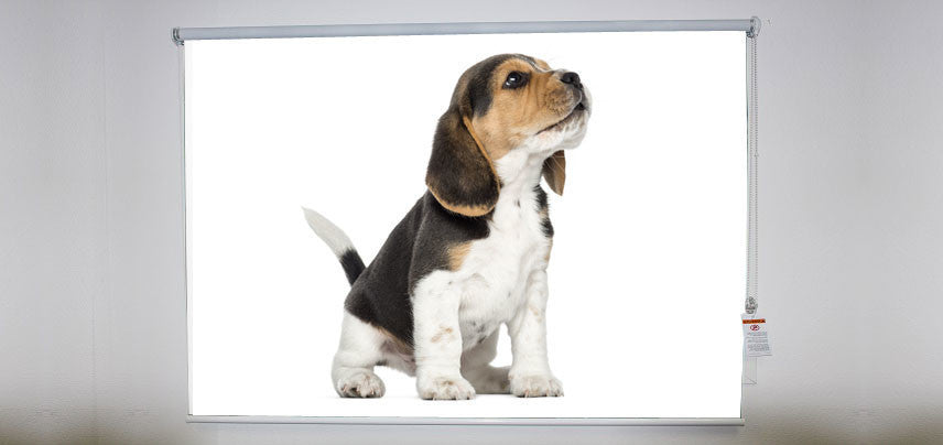 "Beagle Howling" Artwork, 4' Shade, Blackout, Right