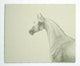 Portrait of a Horse Gallery