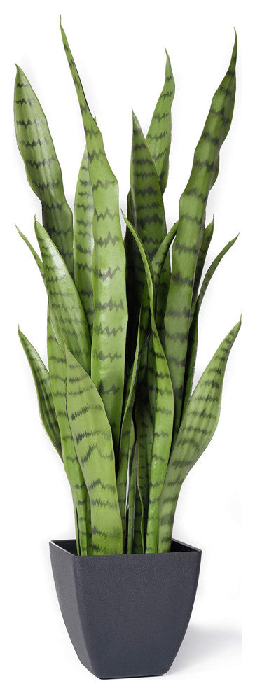 Serene Spaces Living Sansevieria Trifasciata Snake Plant, 28"