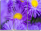 "Bunch of Large Violet Flowers" Metal Wall Art, 3 Panels, 36"x28"
