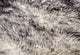 New Zealand Quattro Sheepskin Rug, Gradient Gray, 4'x6'