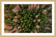 "Feather Trees" Framed Print by Karolis Janulis