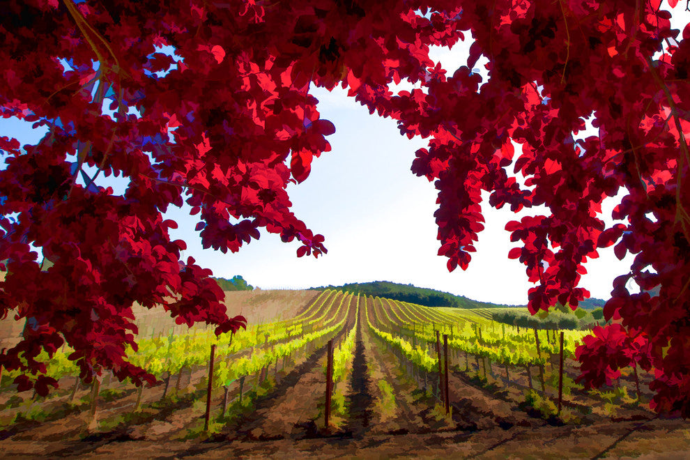 Red Leaf Vineyard, Canvas Giclee, 36"x24"