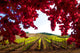 Red Leaf Vineyard, Canvas Giclee, 36"x24"