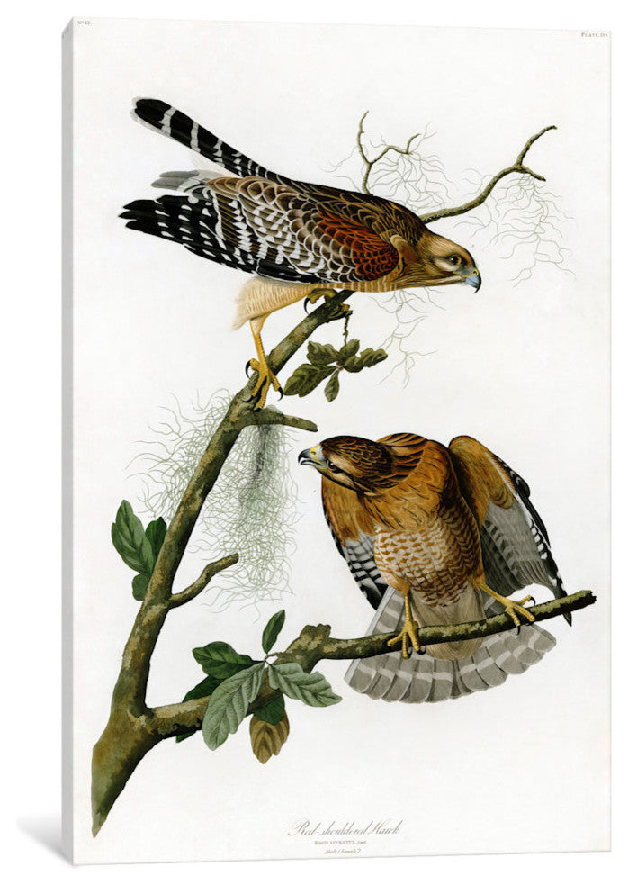 "Red-shoulderd Hawk" by John James Audubon, 26x18x1.5"
