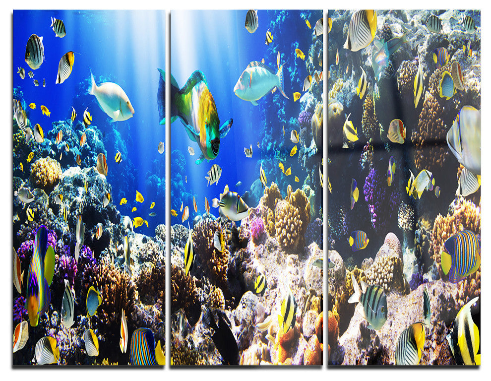 "Coral Colony and Coral Fish" Photo Metal Wall Art, 3 Panels, 36"x28"