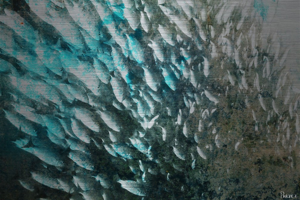 "School" Print on Brushed Aluminum, 60"x40"