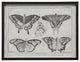 Black And White Butterflies Page 64, Black Shadowbox