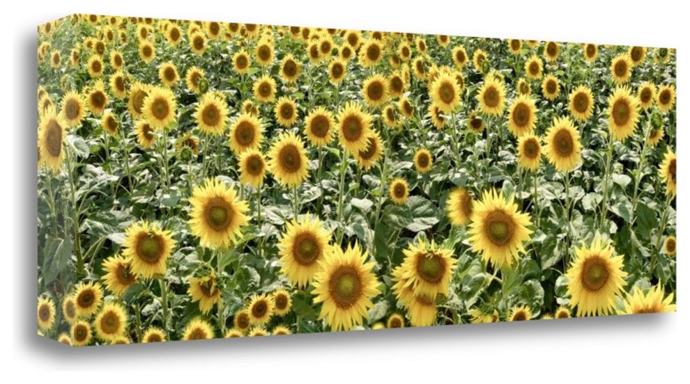 "Tuscan Sunflower Pano - 1" By Alan Blaustein, Giclee on Gallery Wrap Canvas