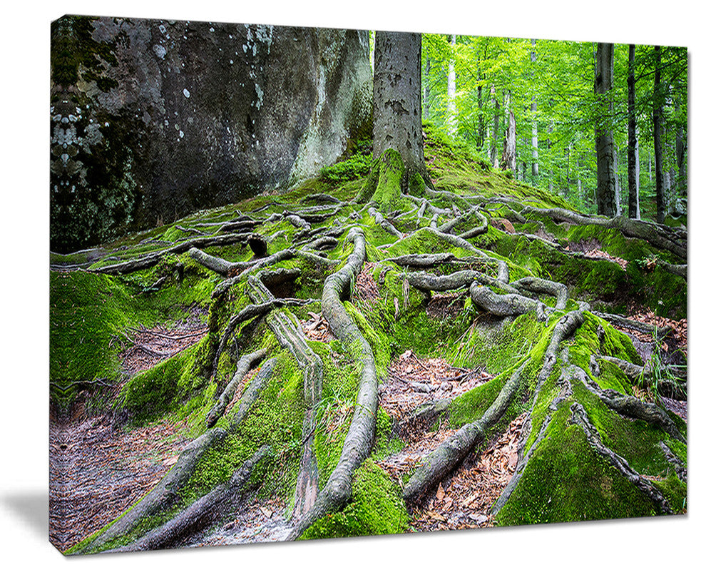 "Deep Moss Forest in Ukraine" Landscape Art Print Canvas, 20"x12"