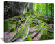 "Deep Moss Forest in Ukraine" Landscape Art Print Canvas, 20"x12"
