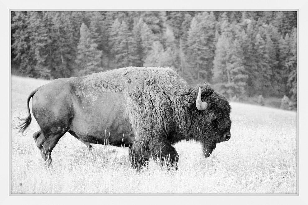 Marmont Hill, "Buffalo Grazing" Framed Painting Print, 36x24