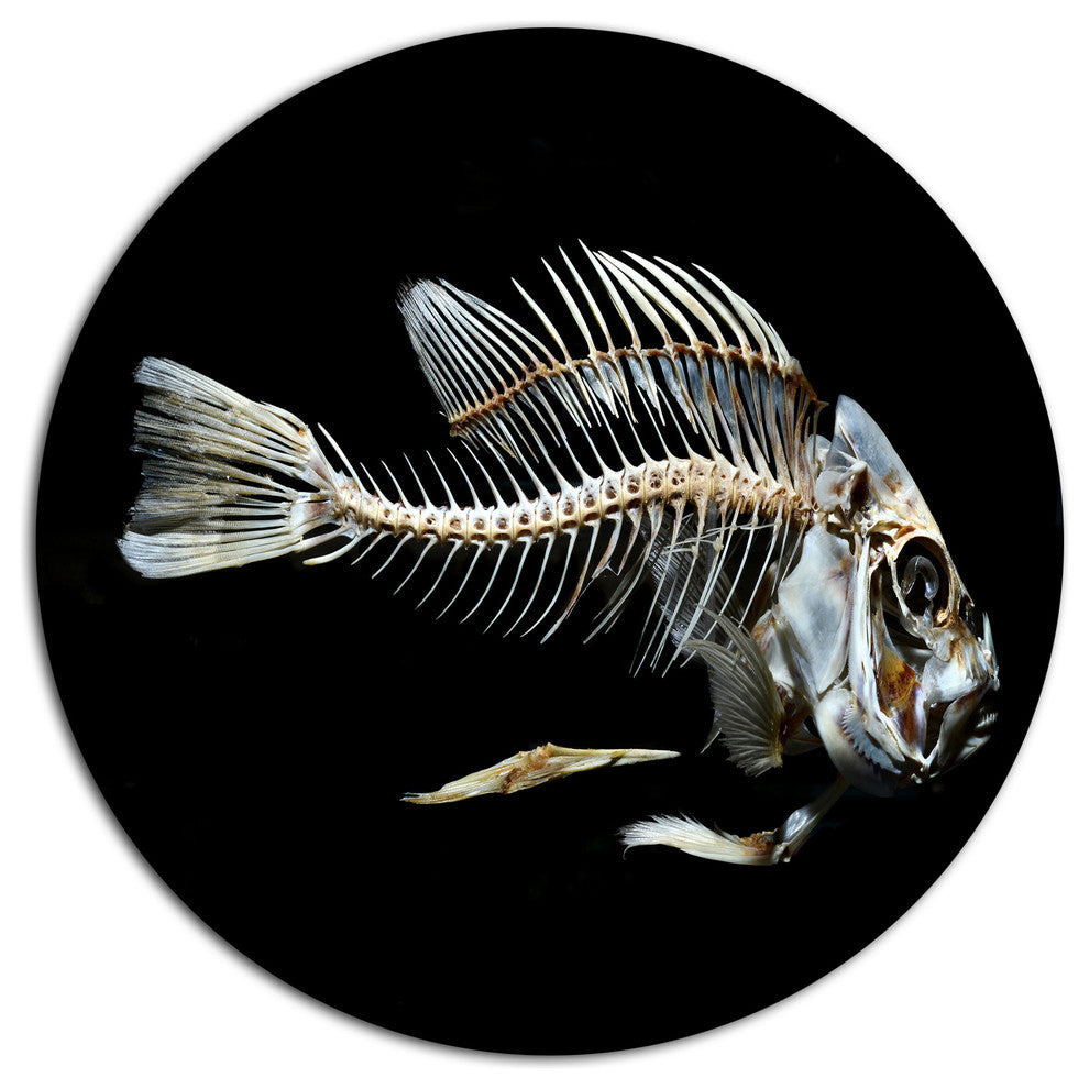 Fish Skeleton Bone On Black, Animal Disc Metal Artwork, 36"