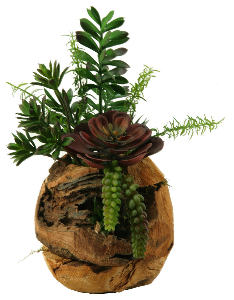 Jade Plant, Aloe, Echeveria and Mini Dracaena in Wooden Root Ball Planter