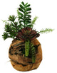 Jade Plant, Aloe, Echeveria and Mini Dracaena in Wooden Root Ball Planter