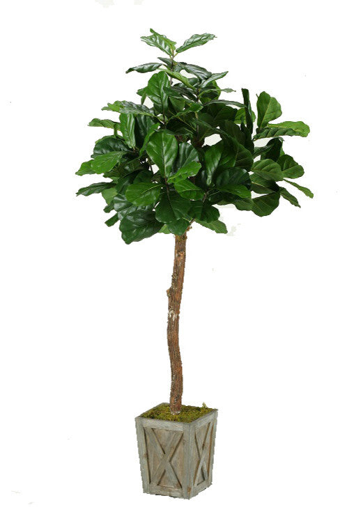 6' Fiddle Leaf Fig Tree in Weathered Wood Box Planter