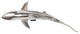 Whaler Shark, Silver Leaf