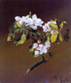 Martin Johnson Heade Spray of Apple Blossoms Premium Canvas Print