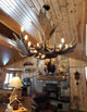 Moose Antler Chandelier Light, Extra Large, No Shades