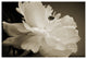 SEPIA PEONY, 24x36