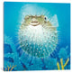 "Puffer Fish" by Durwood Coffey, Canvas Print, 18"x18"
