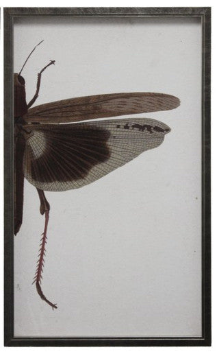 Split Brown Dragonfly, Pewter Shadowbox, Right