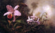 Martin Johnson Heade Orchids and a Beetle - 18" x 27" Premium Canvas Print
