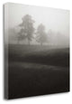 "Fog Tree Study II" By Jamie Cook, Giclee Print on Gallery Wrap Canvas
