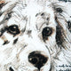 Australian Sheepdog Pillow, 17x17