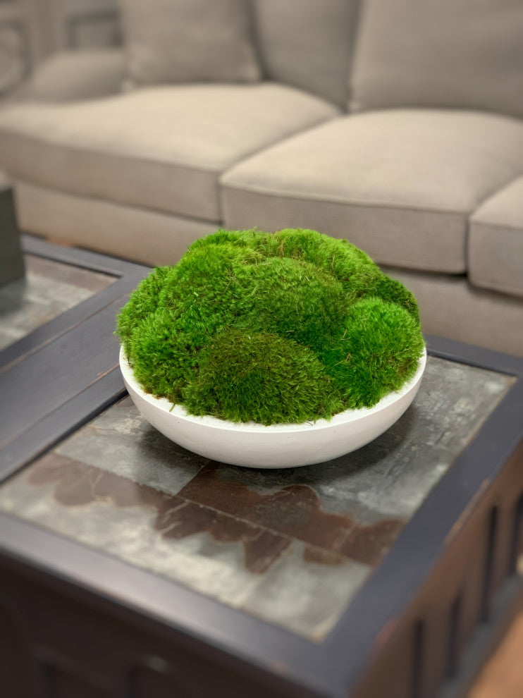 Natural Moss In White Bowl