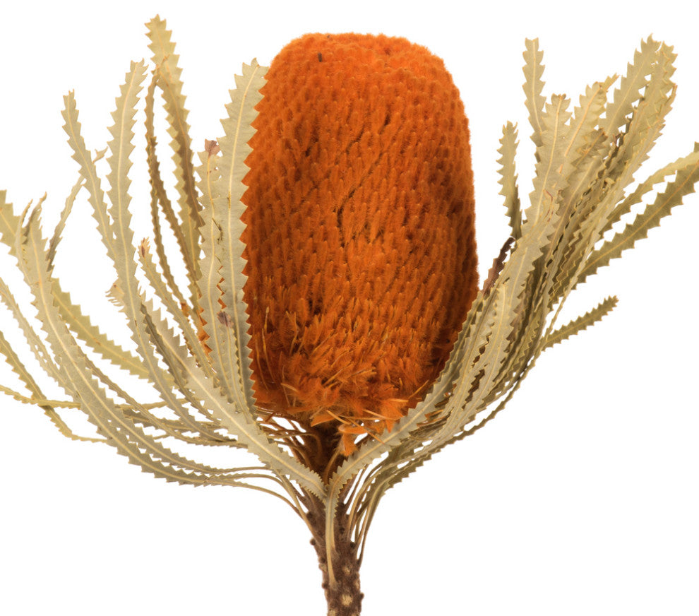 Vickerman 12" Natural Jumbo Banksia Flower with Stem, Dried 2 Pack, Autumn Orange
