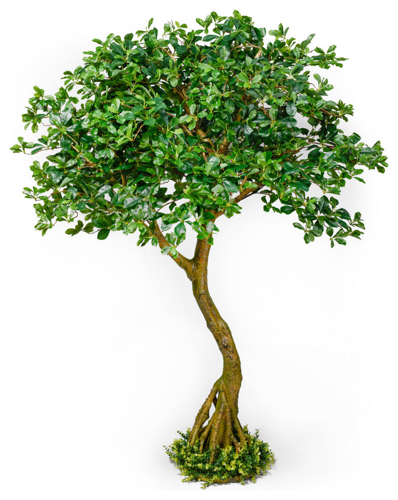 Serene Spaces Living Schefflera Umbrella Tree Plant, 75"